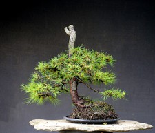 Bonsai di Pino resistente