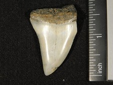 Ancestral Great WHITE SHARK