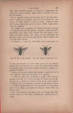 Fuco o Ape maschio; Regina o madre delle Api. Vecchia stampa