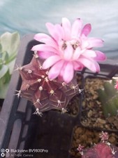 30 Semi  Pianta Grassa Gymnocalicium Mihanovichii Cactus Seeds