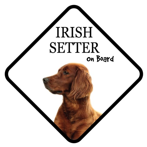 Irish setter board - on, car