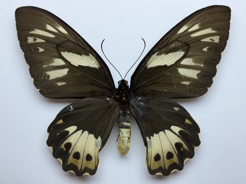 Ornithoptera priamus poseidon