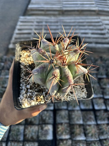Echinocactus ingens var