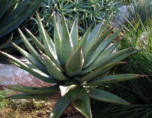 Semi aloe marlothii - aloe, "
