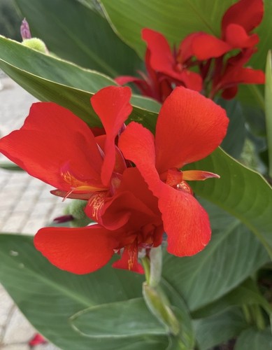Canna lily seeds red - canna, seeds~red