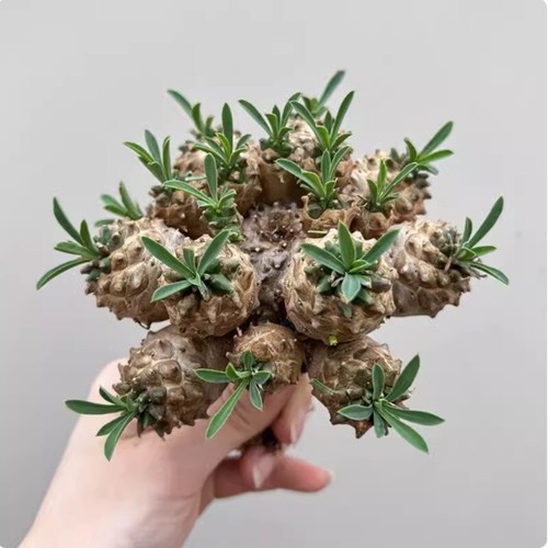 Pianta cactus cm - cactus, 10