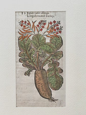 GERARD Erbario MATTIOLI 1633 Storia Piante Botanica LONGISH ROOTED TURNEP
