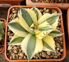 Agave Titanota "Snaggletooth"