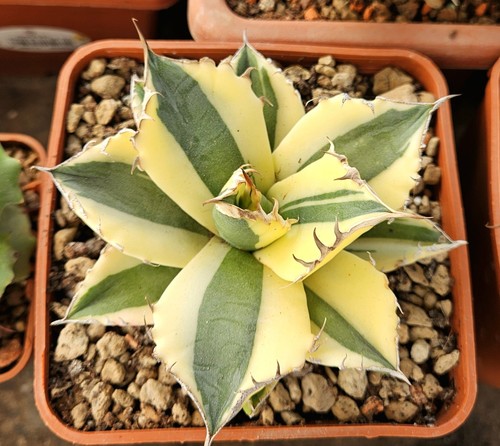 Agave titanota snaggletooth - agave, "snaggletooth"