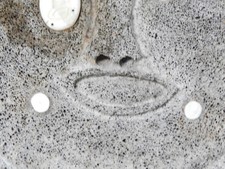 GRANDE SCULTURA MASCHERA