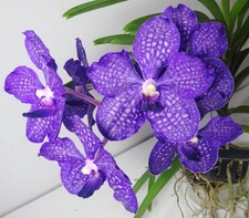 Vanda Somsri Blue Classic x