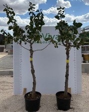 PIANTA DI PISTACCHIO IN VASO 30/33 Var SIRORA DI 8 anni INNESTATA già produttiva