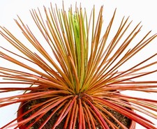 Agave stricta form rubra -  -