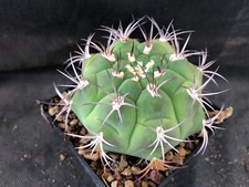 GYMNOCALYCIUM PFLANZII - VIVAIO IL GIARDINO DI MAYA- CACTUS 1404