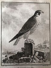 FALCONERIA,ornitologia 1780