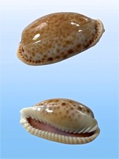 Cypraea spurca, Trapani Area, Sicily, Italy, 30,4 mm, XXL, RARE SIZE!