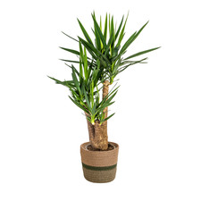 Yucca Elephantipes in cesto