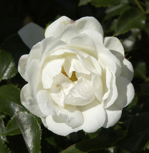 Hochstamm rose innocencia - hochstamm,