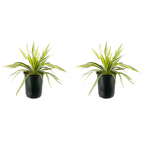 Perennial yucca - 2.5, qt.
