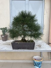 bonsai pino nero