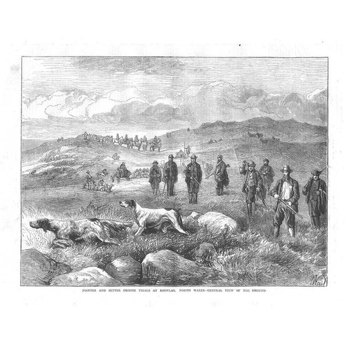 Pointer setter cane grouse - &,