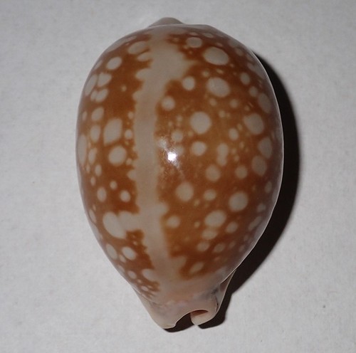 Great cypraea nivosa - great,