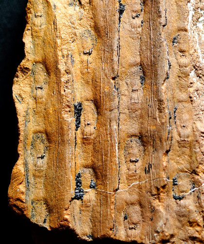 Pianta fossile carbonifera