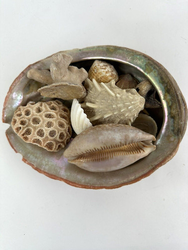Conchiglia abalone grande con - conchiglia,