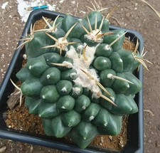 Discocactus ferricola WYSIWYG Cristata di radice propria