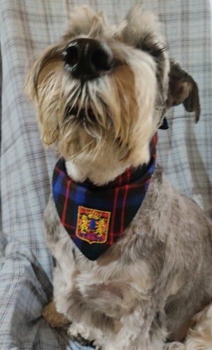 Bandana raffinata per cane