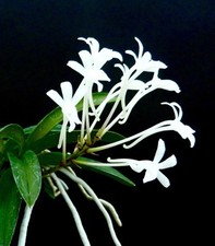 Neofinetia Species falcata 'Top Clone' profumo legato orchidea orchidee Vanda