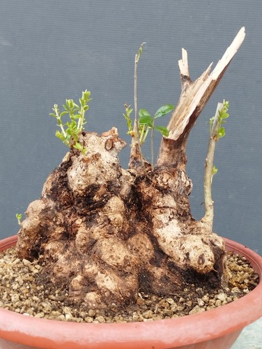 Bonsai olivastro 25x22cm - bonsai, in