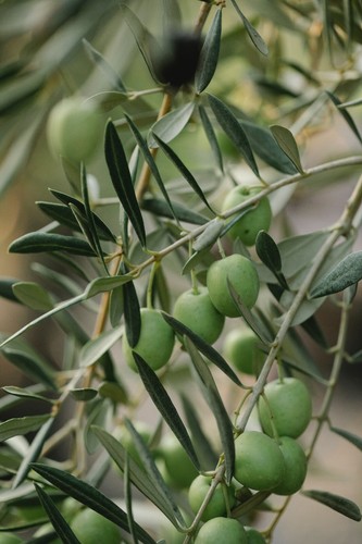 Olio extravergine oliva - olio,