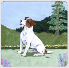 Jack Russell Terrier