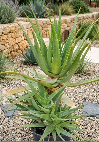 Piante aloe arborescens - piante, di