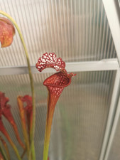 Sarracenia Bon Bon x self - Taglia S - Pianta Carnivora