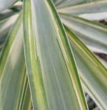 Yucca elephantipes mediopicta - yucca,