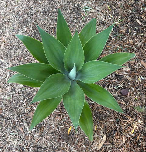 Agave attenuata pianta da - agave,