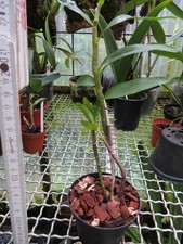 Dendrobium moschatum - , (2)