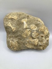 Mosasaurus Paddle Fossil in