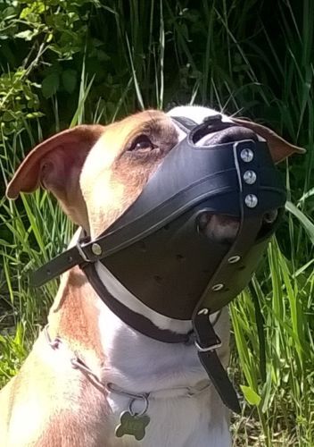 Museruola per cani - , in