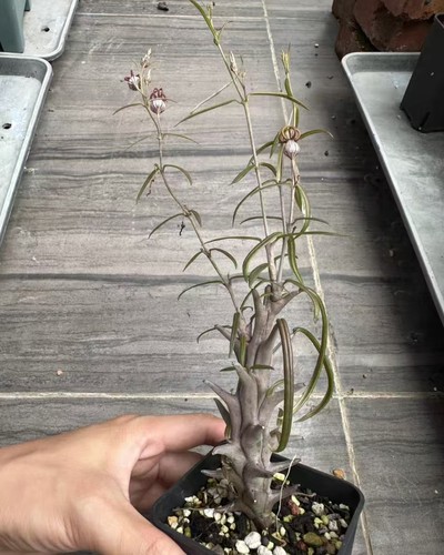 Vendita rara pianta cactus - pianta,