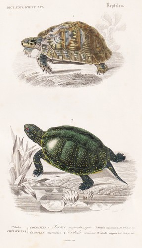 Testudo mauritanica tartaruga - testudo,
