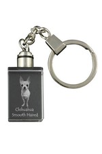 Chihuahua A Pelo Corto -