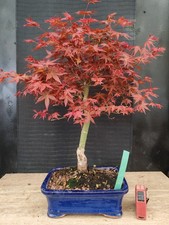 bonsai di  acero rosso deshojo