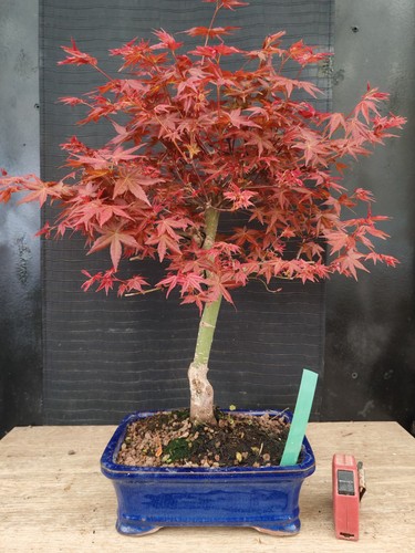 Bonsai acero rosso - bonsai, di