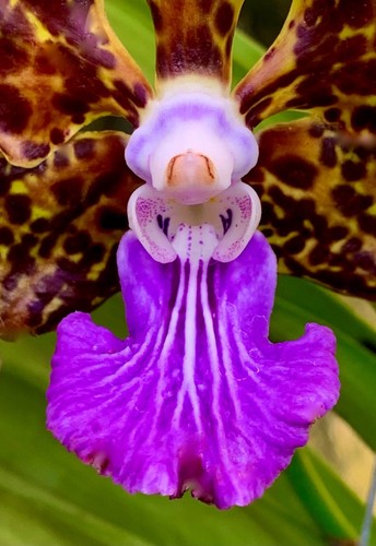 Vanda species smart - species, tiger