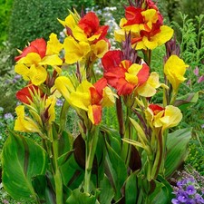 Canna tubo floreale colore