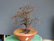 Bonsai Olmo Campestre 40x16cm