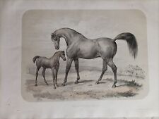 Fine 800. Litografia Acquerellate  Cavalla E Puledro V.Adam